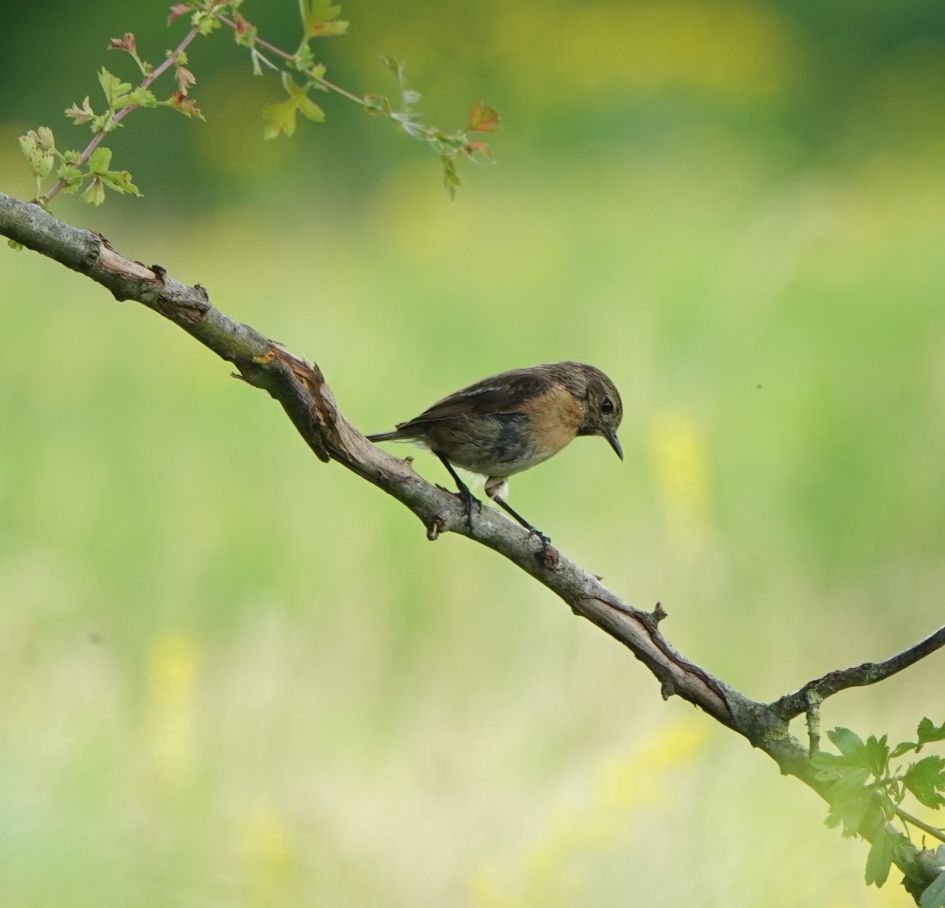 Welke vogel is dit???